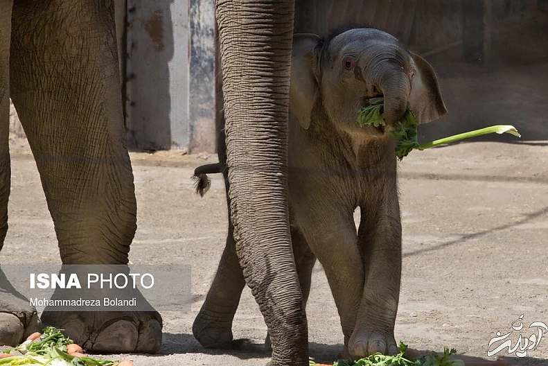 (تصاویر) رونمایی از «مایسا» در باغ وحش ارم